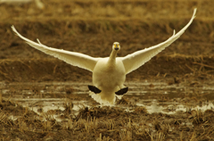本埜の白鳥その２