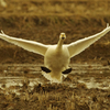 本埜の白鳥その２