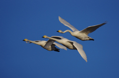 本埜の白鳥その１