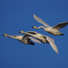 本埜の白鳥その１