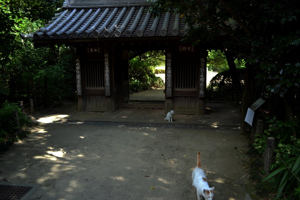 哲学堂の門番猫たち