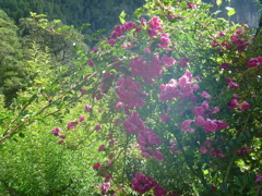 bhutan 719