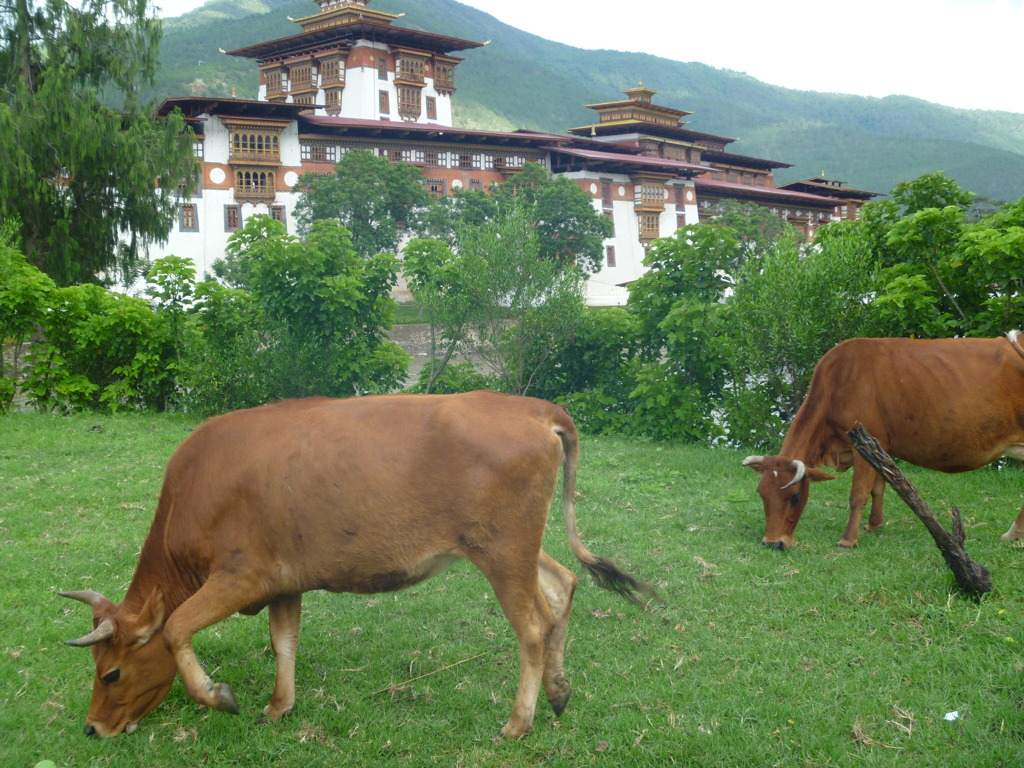 bhutan 374