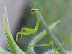 かまきり