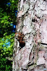 20180721_酷暑の日常#03