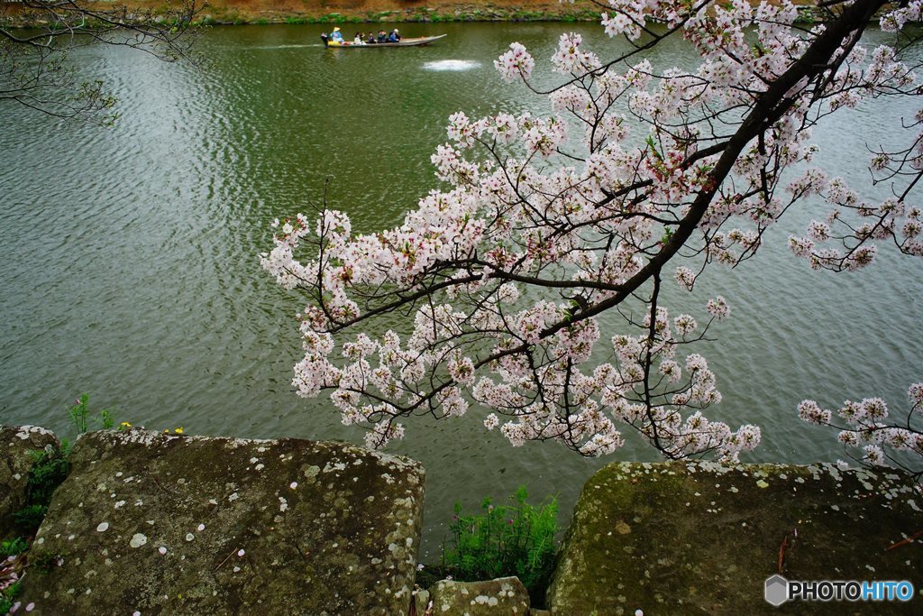 20170409_ｻｸﾗｻｸ#04