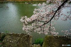 20170409_ｻｸﾗｻｸ#04