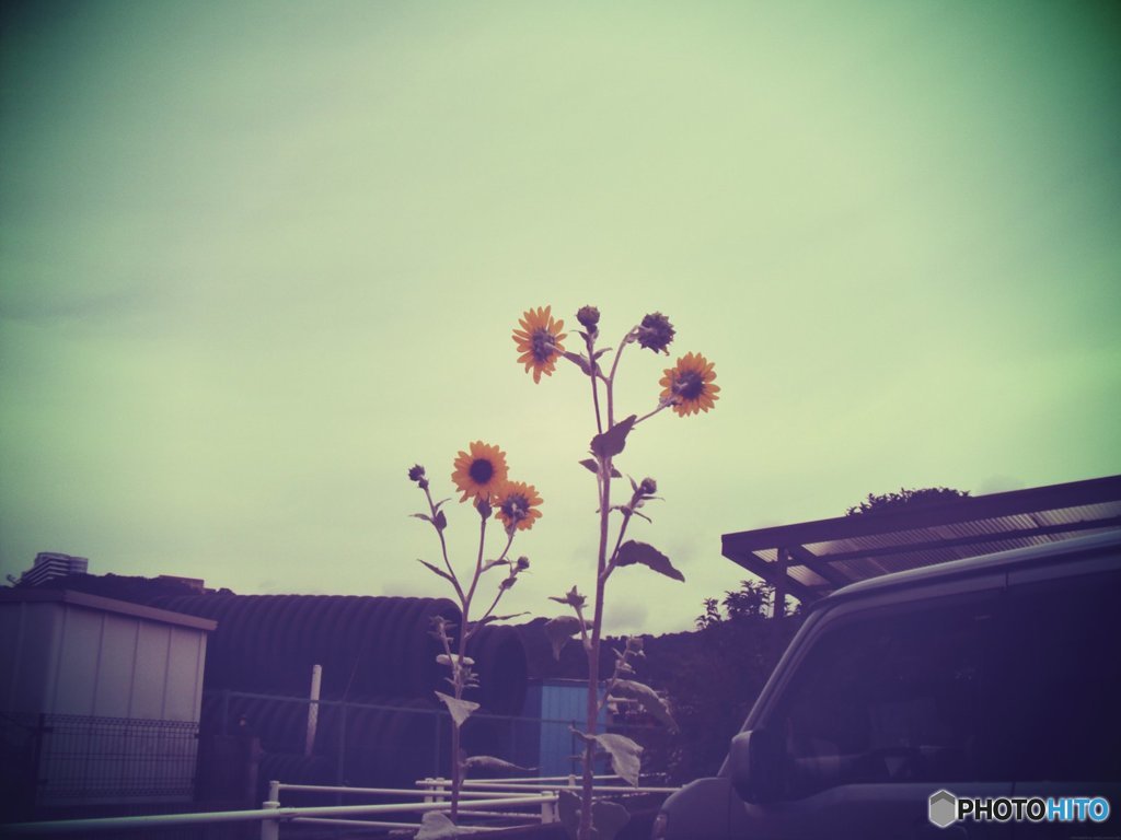 20170923_...も彼岸まで#05