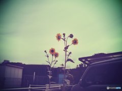 20170923_...も彼岸まで#05