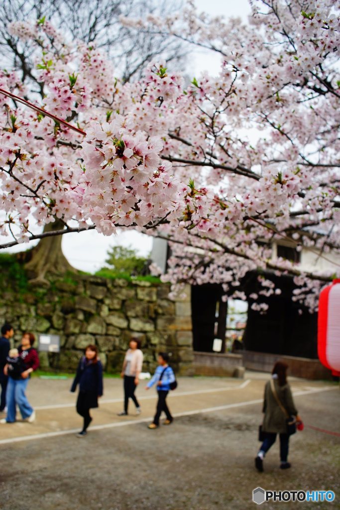 20170409_ｻｸﾗｻｸ#03