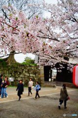 20170409_ｻｸﾗｻｸ#03