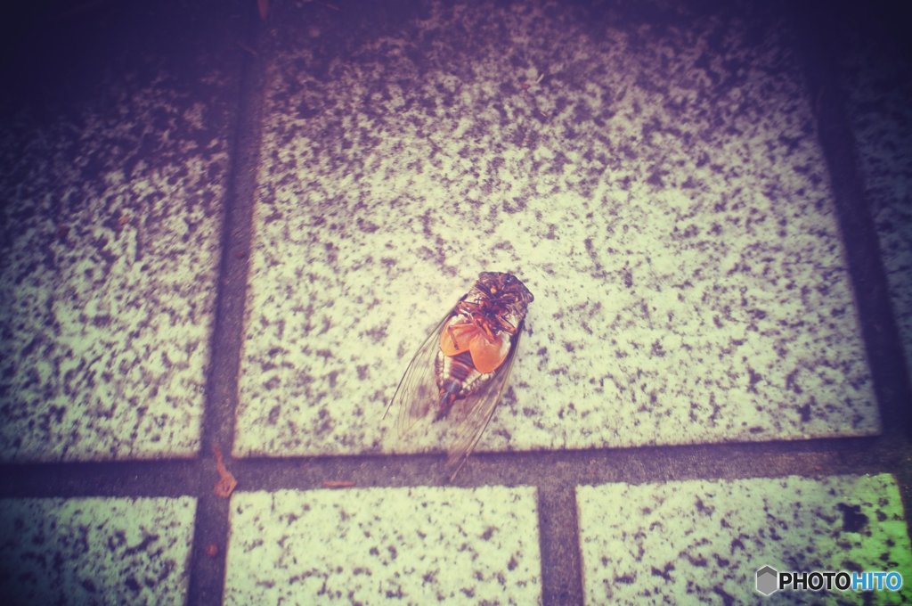 20170827_夏の残#10