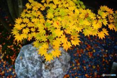 20171104_秋高野#10