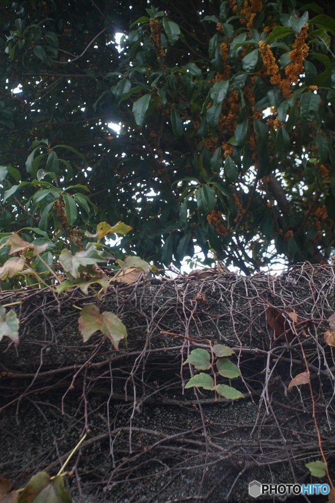 20171015_金木犀の香る頃#10