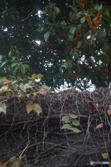 20171015_金木犀の香る頃#10