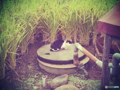 20170923_...も彼岸まで#07