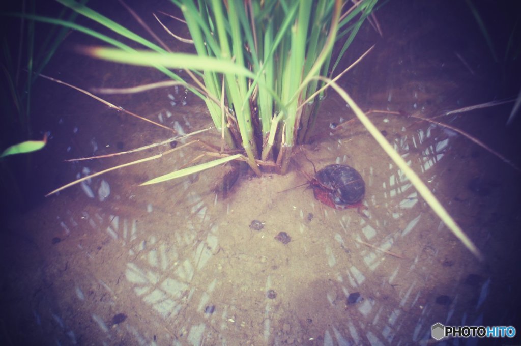 20170827_夏の残#03