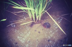 20170827_夏の残#03