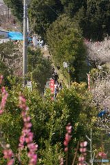 20180303_梅は咲いたか~#02