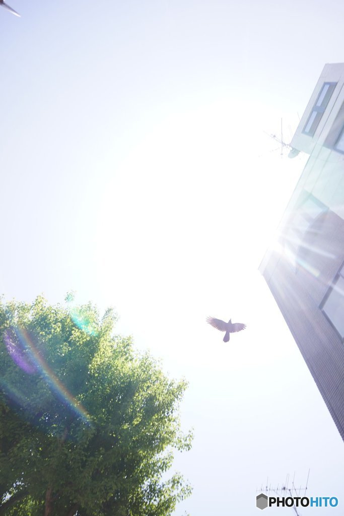 20170827_夏の残#01