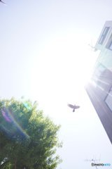 20170827_夏の残#01