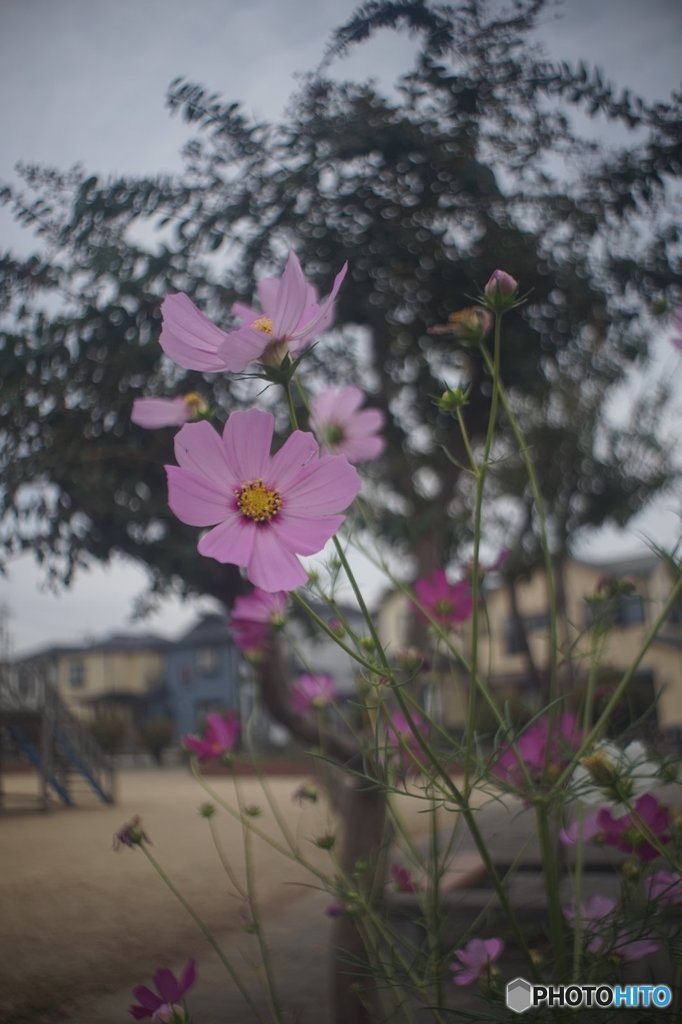 20171015_金木犀の香る頃#06