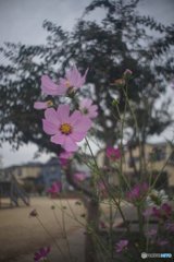 20171015_金木犀の香る頃#06