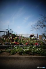 20170318_もう彼岸#08