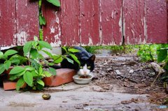 20160710_初夏になった#11