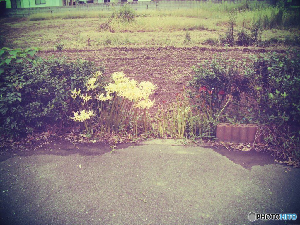 20170923_...も彼岸まで#04