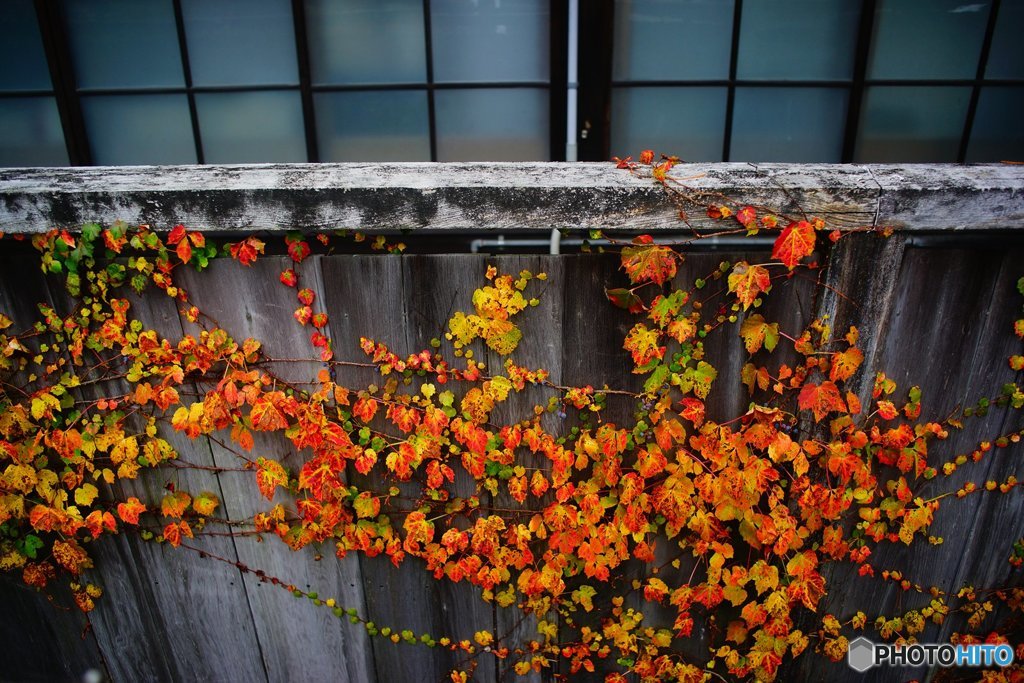 20171104_秋高野#05