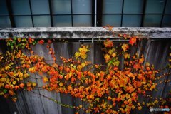 20171104_秋高野#05