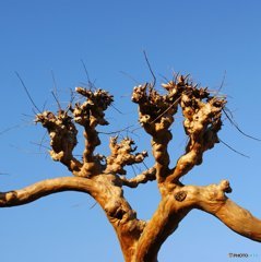 20170105_其々のお正月#01