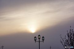 21060410_近所の春#18