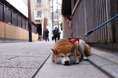 201412京都#10