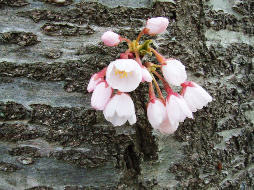 幹小桜