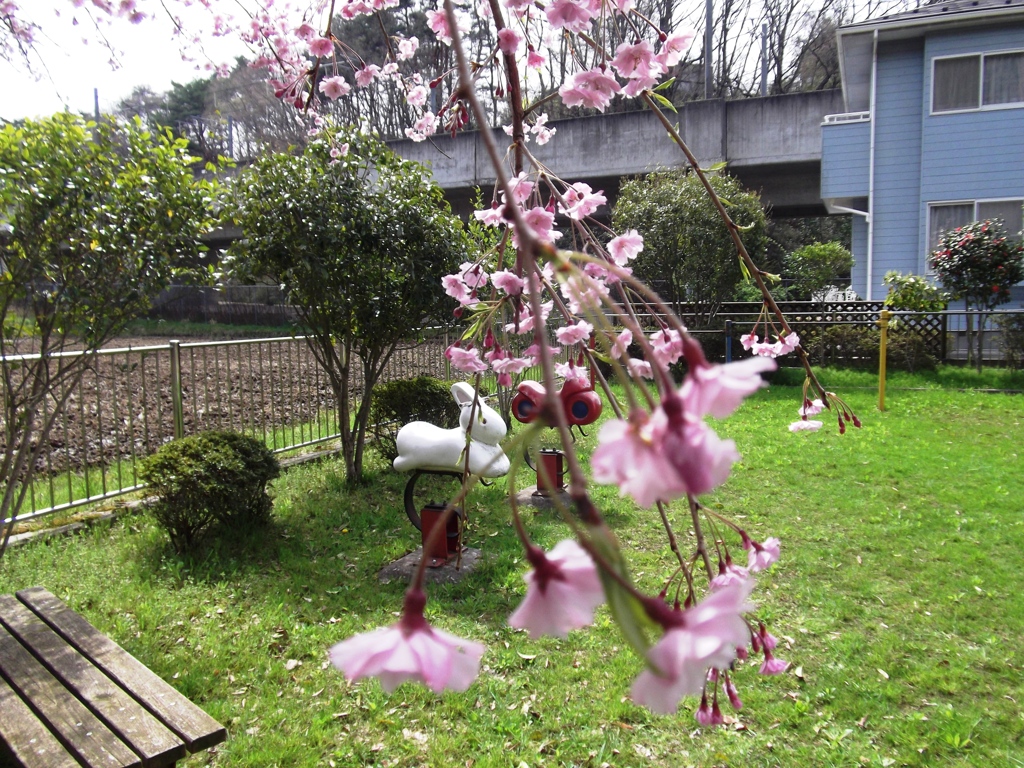 桜と公園