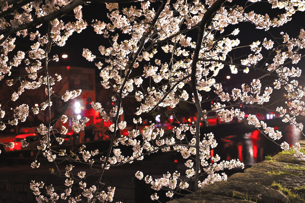 夜桜２