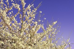 これでも夜桜