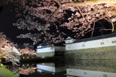 彦根城の桜_8