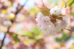 八重桜