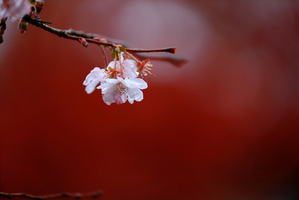 長寿桜