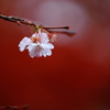 長寿桜