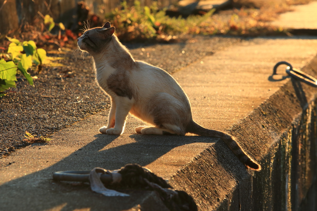 夕焼け野良猫