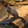 夕焼け野良猫
