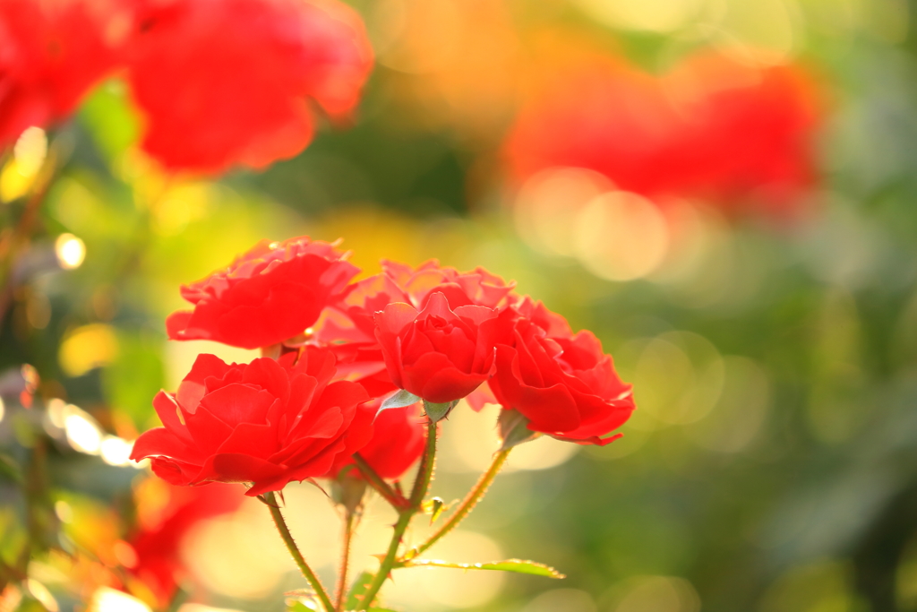 赤薔薇