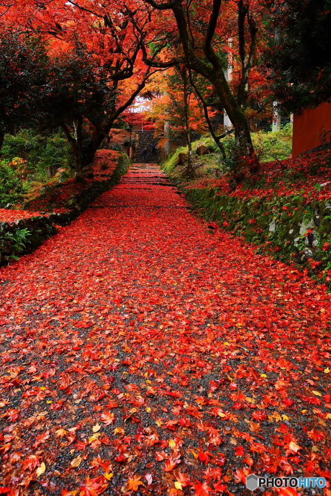 鶏足寺_2