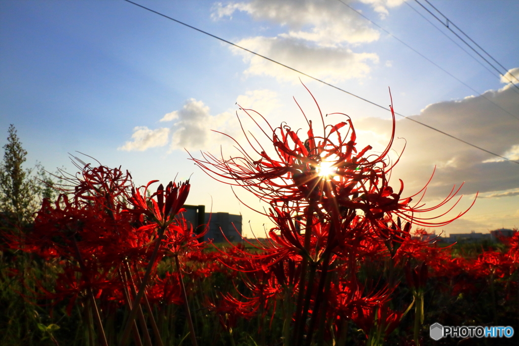 夕陽