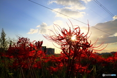 夕陽