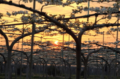 梨園の夕日